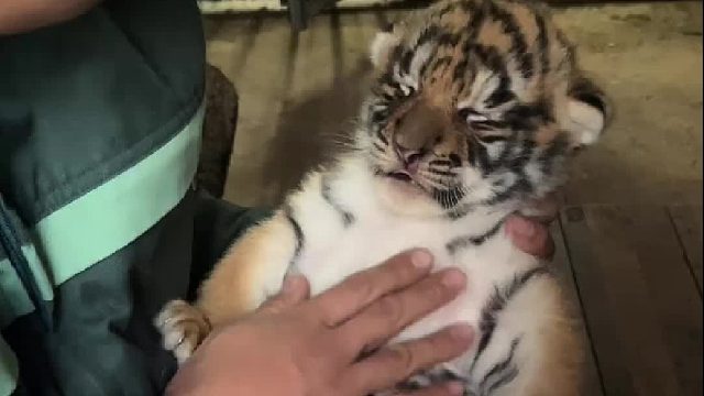 奶爸也太爱我了吧