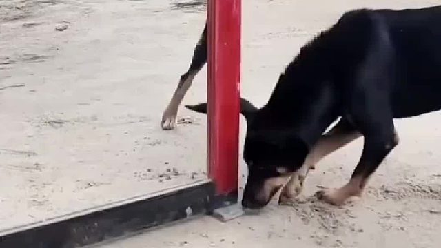 试一下你家狗照镜子是什么反应