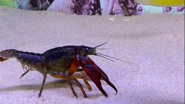 我还没用力 你就倒下了～