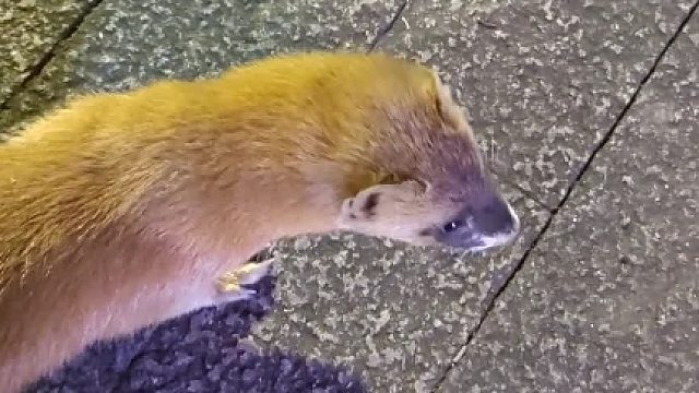 上海街头黄鼠狼不怕人 围着一小哥转圈圈…