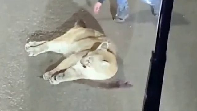 国外小姐姐回家路上遇见一只被车撞伤的狮子，好心救助没想到带来意外惊喜