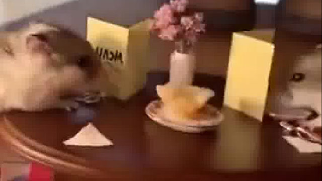 人家都吃上烛光晚餐了