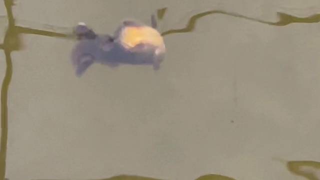 一条不寻常的金鱼