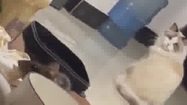 主人发现老鼠偷吃，叫布偶猫帮忙却不被理睬。每一声咪咪都是在喊救命