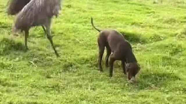 这样太猖狂 了吧