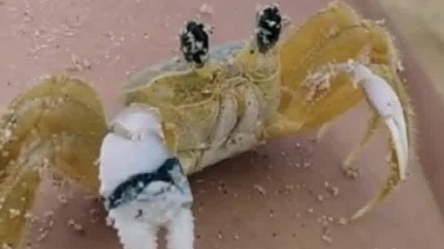 小螃蟹是怎么擦眼睛的