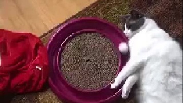 猫猫也会有心事