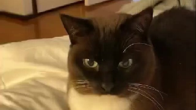 猫咪的迷惑行为