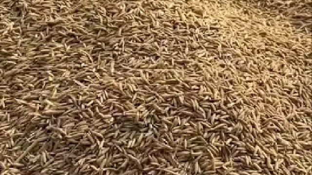 谷子里面有老鼠 看一遍笑一遍 家有一老如有宝