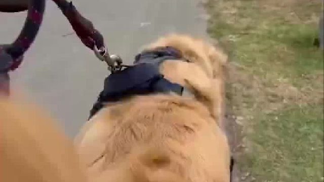 网友带金毛去参加柯基派对，好像误入小人国的感觉啊哈哈哈！