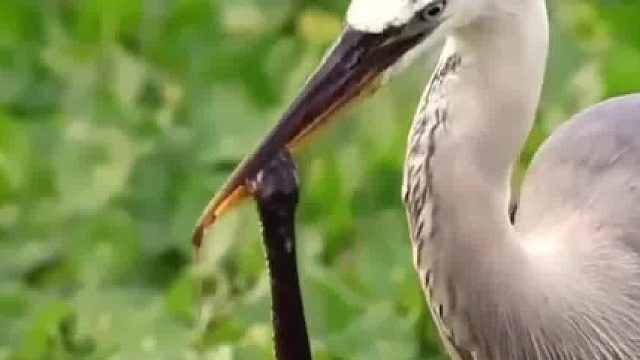 整个吞下一条蛇