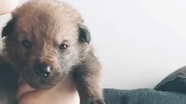 奶声奶气的狼犬与主人徒步旅行，走遍千山万水如今霸气侧漏