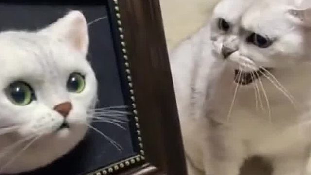 做了一只我家猫咪，效果出奇的