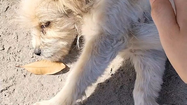 三国杀十周年搞笑视频