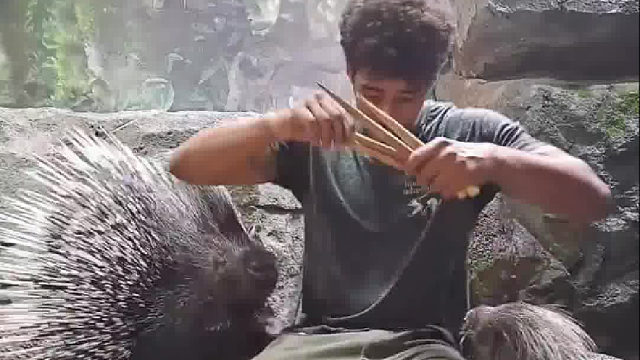 徒手投喂两只大豪猪，真的要很信任彼此才能做到...  ​​​