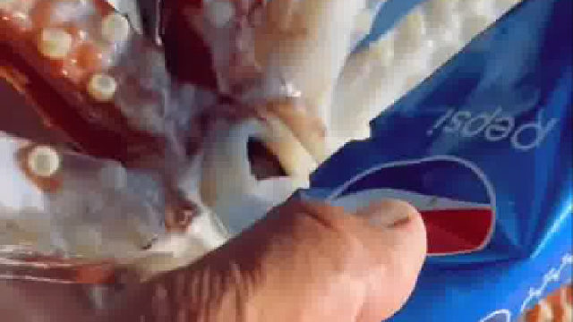 鱿鱼很弱？来感受一下鱿鱼的咬合力