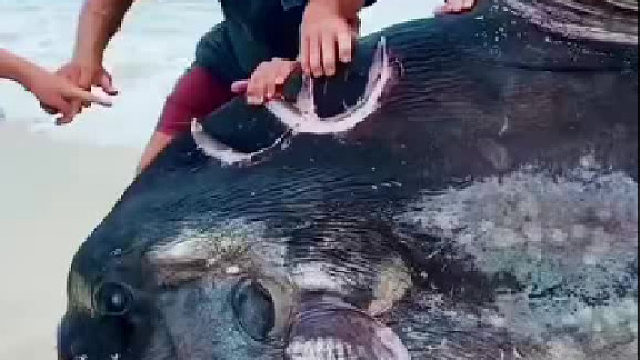 翻车鱼是海里最大的硬骨鱼