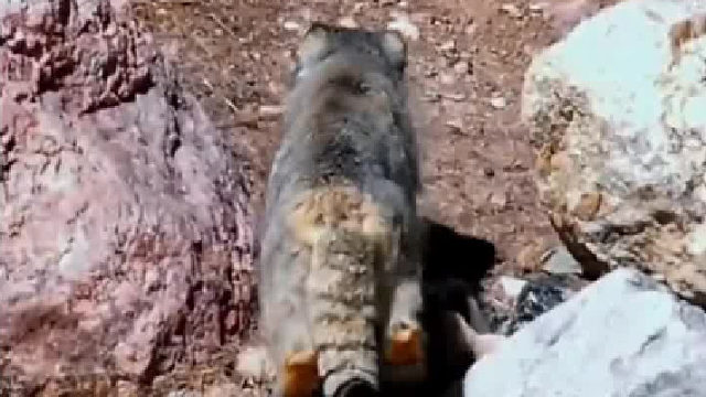 金雕以为是兔子，扑下来一看是兔狲，撤！  ​​​