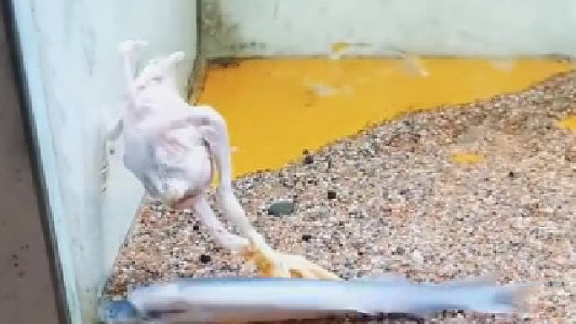 知道这是什么鱼吗……  ​​​