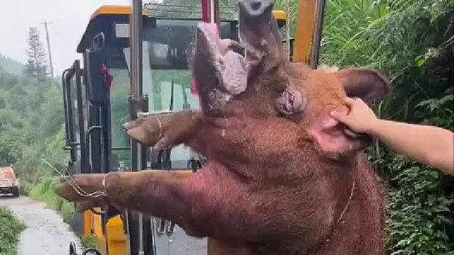 这么大的野猪～