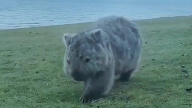 被救后的袋熊突然回来找恩人，只因自己即将分娩