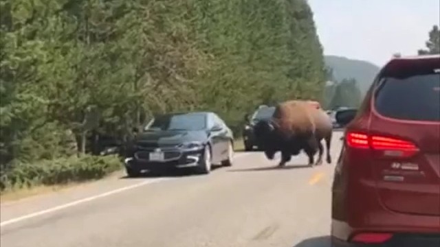 北美野牛从巅峰期7000万头，被吃到剩不足1000头。