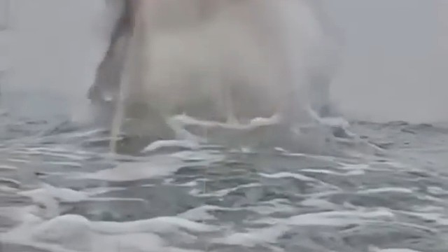 鲨鱼觅食瞬间，场面震撼壮观