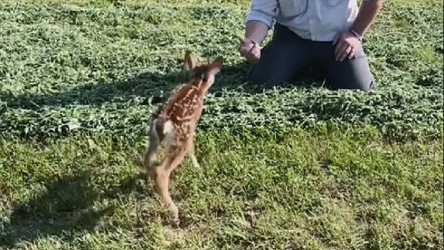 国外网友家郊游时救助了只落单小鹿，没想到小家伙带着全族感谢恩人
