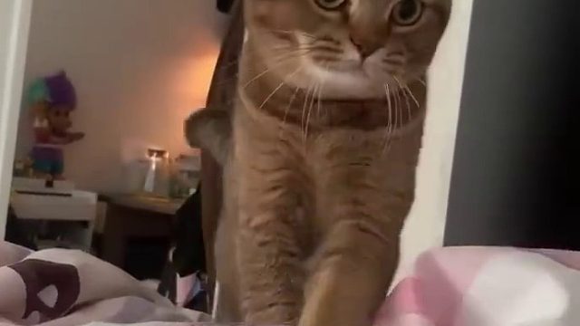 催你起床的猫猫