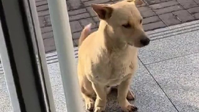 狗子一声不谢地就走了