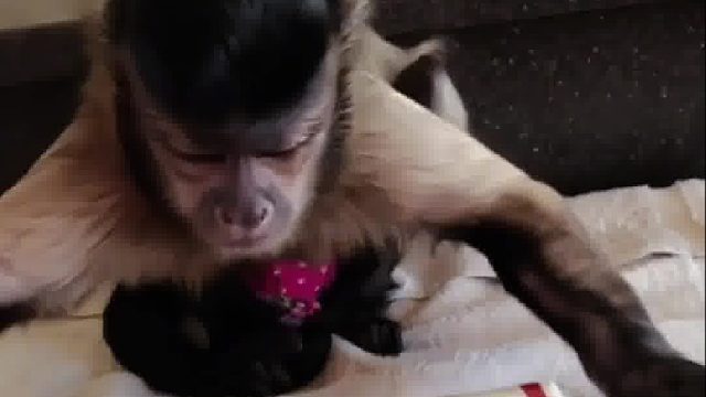 国外夫妇救助了只方脸小猴子，懂感恩的它承担起了家庭重任