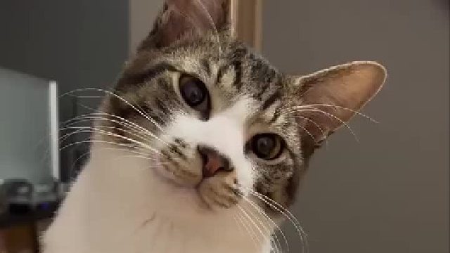 无法理解人类为什么要刷牙的猫猫