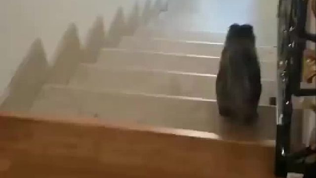 原来猫咪是这样下楼梯的！
