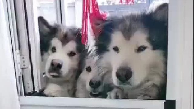 这就是传说中的菜狗吗？你看它们吃得可香呢