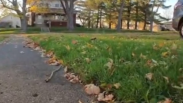 带你感受一下猫咪视角