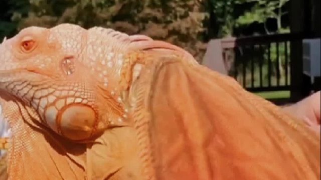 失恋小哥领养了一只蜥蜴，没想到冷却动物的情感世界更丰富