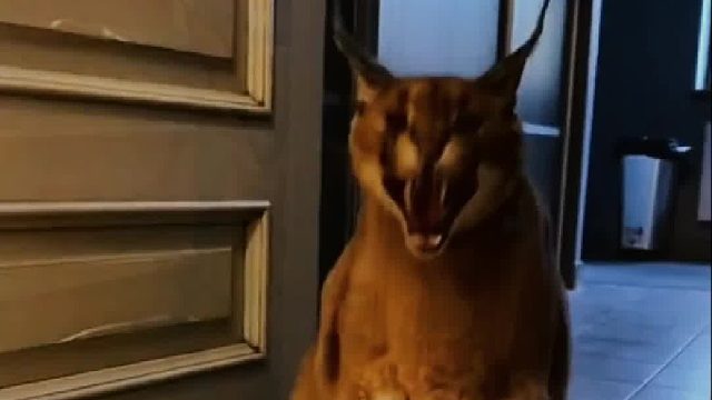 经常跟主人发脾气的小猫就算犯错误也不依不饶，直到主人发现它是个肉食主义