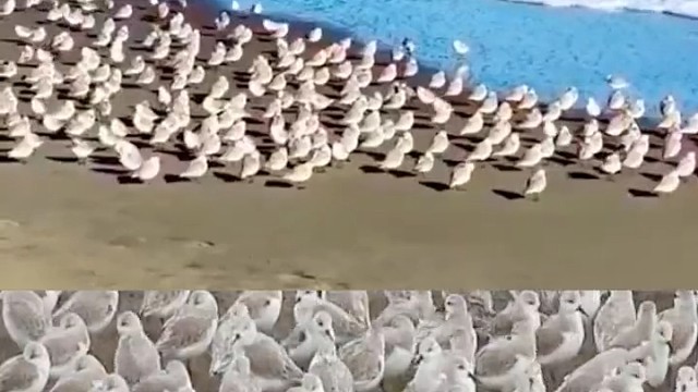 不计其数的三趾滨鹬，随着波浪来回跑动。