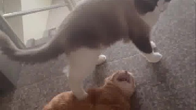 第一次见到心机猫