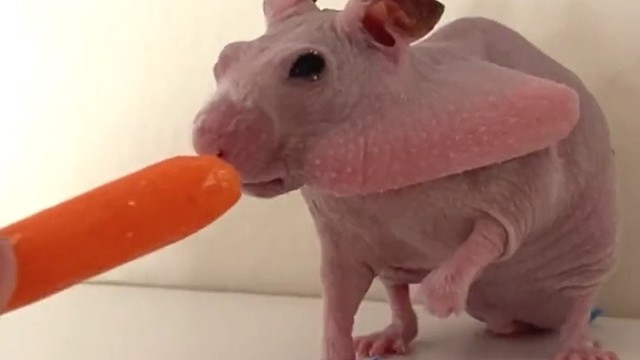 仓鼠吃胡萝卜，萌翻了。