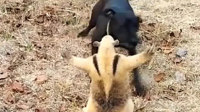 狗太高估自己了，它真的不是食蚁兽的对手，动物界的“开膛手”就算是野兽遇到了，都得退让三分