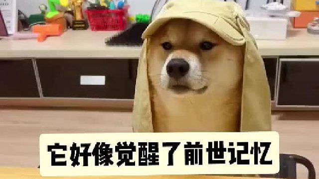 八嘎帽戴上后它好像觉醒了前世的记忆