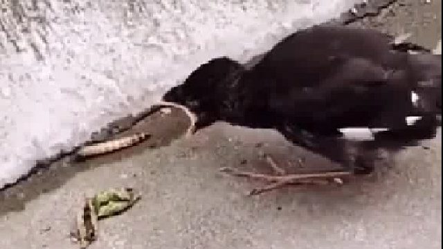 被喂大的小鸟，像极了被溺爱的孩子