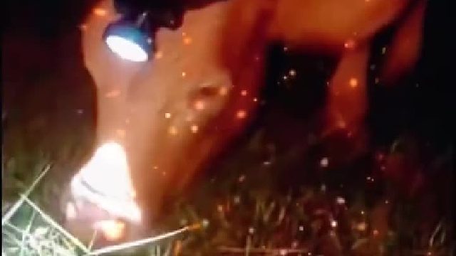 牛：你是真犊子啊！[泪奔]自从跟了你，天天上夜班！