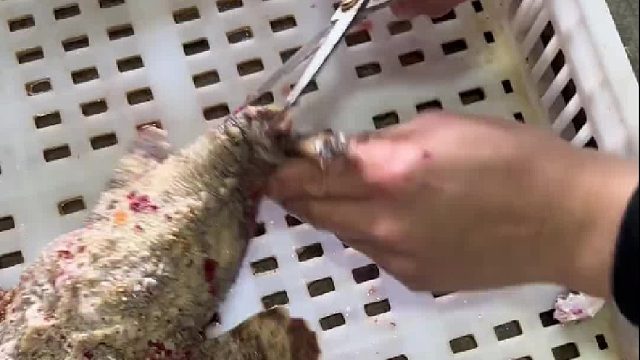 它已经尽量长成不能吃的样子了，最终还是没能逃过