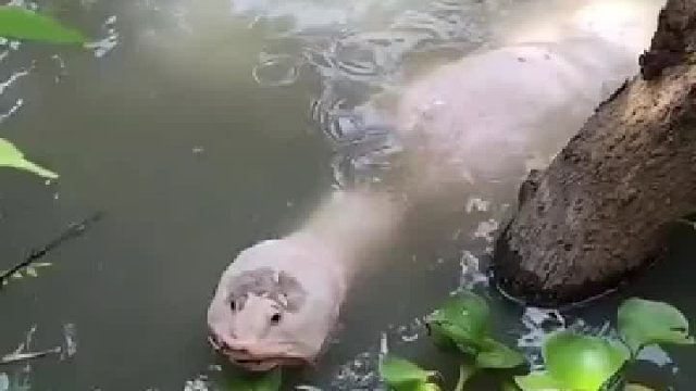 天下之大无奇不有