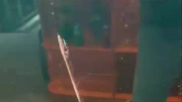 带鱼并不是出水就死，带鱼成功入缸，真美啊