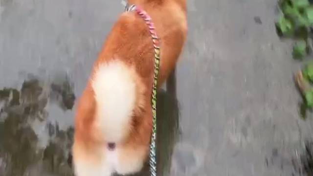 解锁遛狗的奇怪姿势