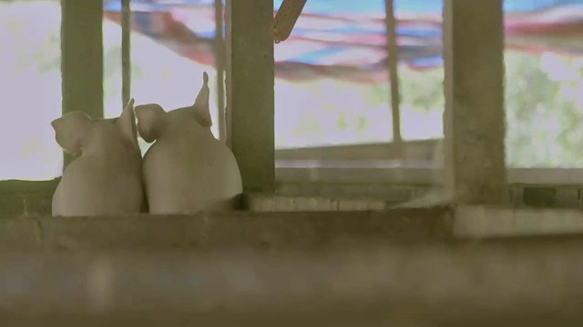 不想长大，任人宰割