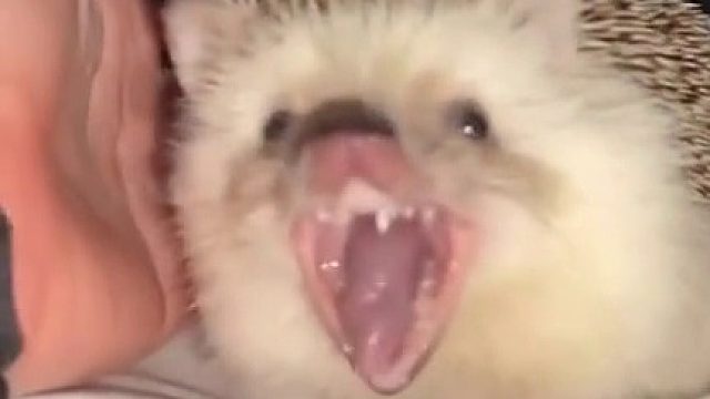 启动超级变换形态